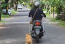 Animal Hope Shelter: Pengendara Motor yang Seret Anjing di Bali Sudah Diproses Hukum - JPNN.com