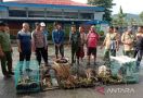 Polisi Menetapkan TKBM Asal Jayapura jadi Tersangka Penyelundupan Kanguru Pohon - JPNN.com