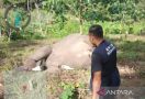 Gajah Betina Mati Diduga Keracunan - JPNN.com