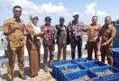 Pj Bupati Aceh Timur Panen Raya Udang Vaname Hasil Budidaya - JPNN.com