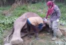 Gajah Liar di Pelalawan Ditemukan Mati Diduga Diracun - JPNN.com