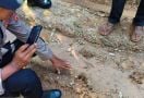 Harimau Sumatera Teror Warga Gampong Panton Rayeuk Aceh Timur - JPNN.com