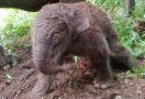 Lisa Melahirkan Gajah Betina di Hutan TNTN, Lihat - JPNN.com