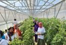 Nasabah PNM Mekaar Studi Banding Budi Daya Tanaman Hortikultura - JPNN.com