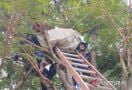 Memanjat Pohon Petai, Pria di Bogor Tewas Tersengat Listrik - JPNN.com