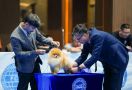 Keseruan Kontes Anjing Perkin Jaya 2023, dari Kecantikan sampai Ketahanan - JPNN.com