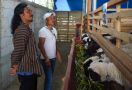 Petani Pesta Panen di Banjarnegara, Program UPLAND Dianggap Berhasil - JPNN.com