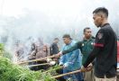 Hasil Sinergi dengan APH, Bea Cukai Musnahkan 1 Hektare Ladang Ganja di Aceh Besar - JPNN.com