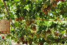 Kebun Anggur Firizco Berkonsep Cafetaria Hadir jadi Destinasi Agrowisata Baru di Bandung Barat - JPNN.com