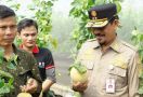 Panen Perdana Melon Intanon di Cianjur, Keuntungannya Menggiurkan! - JPNN.com
