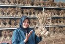 Kementan Terus Pacu Produksi Bawang Putih Dalam Negeri - JPNN.com