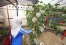 Warga Tuminting & BRI Menyulap Timbunan Sampah Jadi Lahan Urban Farming 'BRInita' - JPNN.com
