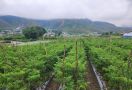 Cegah Ledakan Hama Penyakit, Kementan Ajak Petani Gunakan Pestisida Secara Bijak - JPNN.com