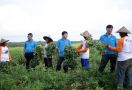 2023 Musim Terpanas Sepanjang Sejarah, Petani Kacang Mengaku Tetap Untung - JPNN.com