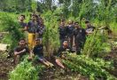 Polisi Temukan 2 Hektare Ladang Ganja di Empat Lawang - JPNN.com