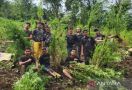 Terungkap Pemilik 2 Hektare Ladang Ganja di Empat Lawang Sumsel - JPNN.com