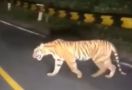 Harimau Sumatra Muncul di Jalan Lintas Barat Krui, BKSDA Bilang Begini - JPNN.com