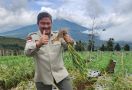 Makin Moncer, Produktivitas Bawang Putih Temanggung Tembus 14 Ton per Hektare - JPNN.com