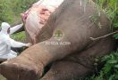 Dua Gajah di Aceh Mati dalam Sebulan Terakhir, Ini Penyebabnya - JPNN.com