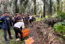 Heboh Penemuan Korban Pembunuhan di Pelalawan, Tubuhnya Penuh Luka - JPNN.com