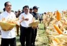 Presiden Jokowi Senang Produksi Jagung Meningkat di Sumbawa NTB - JPNN.com