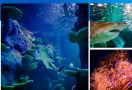 Menyelami Kehidupan Bawah Laut di SEA LIFE Sydney Aquarium - JPNN.com