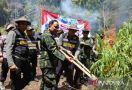 2,5 Hektare Lahan Ganja di Aceh Besar Dibakar BNN - JPNN.com