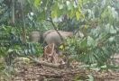 Kawanan Gajah Liar Merusak Kebun Kopi Milik Warga di Lampung Barat - JPNN.com