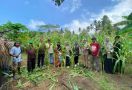 Demplot KPB Totari Laha Halmahera Barat Sukses Panen Perdana Jagung Dua Tongkol - JPNN.com