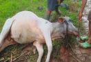 Puluhan Ekor Sapi di Gorontalo Mati Diracun - JPNN.com