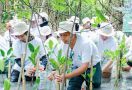 Tanam Mangrove di PIK & Kedonganan, B. Braun Indonesia Rogoh Kocek Ratusan Juta Rupiah - JPNN.com