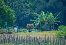 Dukung Program Pemerintah, PIS Dorong Produktivitas Lahan Petani di Sleman - JPNN.com