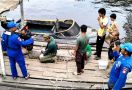 Buaya Muara 2,5 Meter di Pulau Hanaut Dievakuasi BKSDA Sampit - JPNN.com