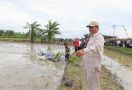 Kunjungi Sumut, Mentan Amran Memastikan Swasembada Melalui Oplah Berjalan Lancar - JPNN.com