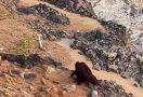 Gerak Cepat, BKSDA Kaltim Kerahkan Tim Cari Keberadaan Orangutan di Area Tambang - JPNN.com