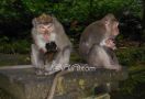 Kawanan Monyet Liar Resahkan Warga Perumahan Villa Bukit Indah Batam - JPNN.com