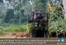 Lihat Nih, Panglima TNI Lepas Harimau Sumatera - JPNN.com