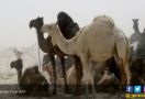 Arab Saudi Larang 15 Ribu Unta dan 10 Ribu Domba Qatar Melintasi Perbatasan - JPNN.com