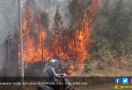 Hutan Slahung Terbakar, Petugas Kewalahan - JPNN.com