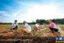 Seperti ini Pencapaian 3 Tahun Sektor Pertanian Era Jokowi JK - JPNN.com