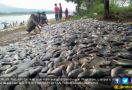 Ratusan Ton Ikan di Bendungan Wayrarem Mati Mendadak - JPNN.com