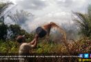 Kebakaran Lahan Gambut di Meulaboh, Api Mendekat ke Pemukiman, Warga pun Panik - JPNN.com