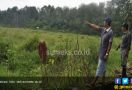 Parah Banget… Padi Seluas Satu Hektare Dipanen Maling - JPNN.com