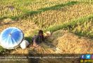 Mbak Rina Dorong Kalangan Muda Mau Seriusi Sektor Pertanian - JPNN.com
