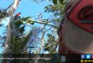 Potong Dahan, Mistar Malah Tersangkut di Pohon Tinggi 25 Meter - JPNN.com