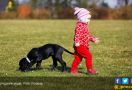 Terapi Anjing Bisa Membantu Anak-anak Penderita Kanker - JPNN.com