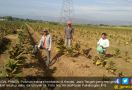 Kasihan, Petani Tembakau Gagal Panen Akibat Debu Proyek Tol - JPNN.com