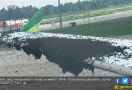 Pesawat Citilink Diserbu Lebah, Penerbangan Sempat Tertunda - JPNN.com