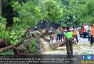 Pohon Usia 60 Tahun di Dekat Pagar Istana Tumbang - JPNN.com