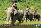 Empat Gajah CRU di Aceh Terancam Kelaparan - JPNN.com